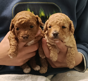 Barboncino genitori mini toy