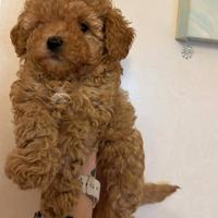 Barboncino maschietto