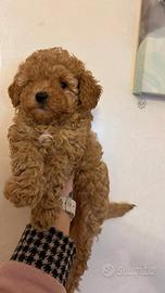 Barboncino maschietto