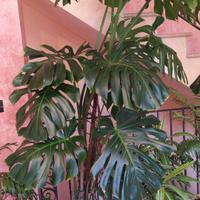 pianta di monstera
