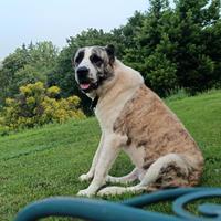 Pastore del Asia centrale