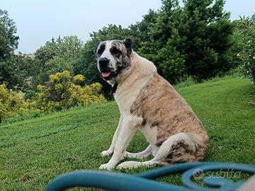 Pastore del Asia centrale