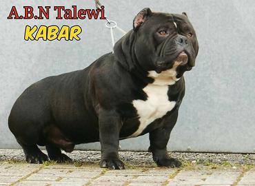 American bully cuccioli