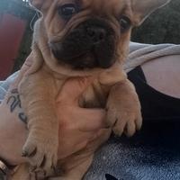 Bulldog francese