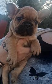Bulldog francese