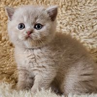 British shorthair femmina lilac tortie