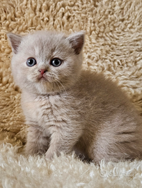 British shorthair femmina lilac tortie