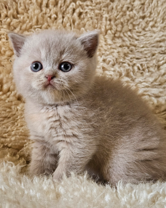 British shorthair femmina lilac tortie