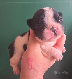 Bulldog bouledogue francese