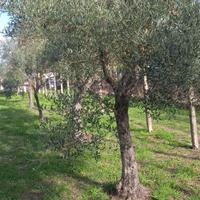 Piante olivo
