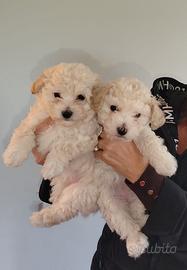 Meravigliosi cuccioli Maltipoo