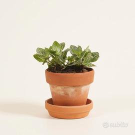 baby fittonia verschaffeltii