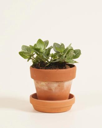 baby fittonia verschaffeltii