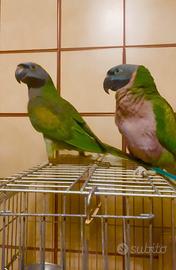 Pappagalli Derbiana o Lord Derby