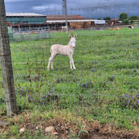 Aaini asinelle asine pony