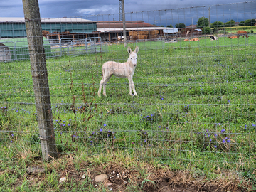 Aaini asinelle asine pony
