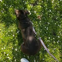 Due staffy cercno famiglia