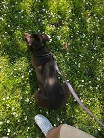 Due staffy cercno famiglia
