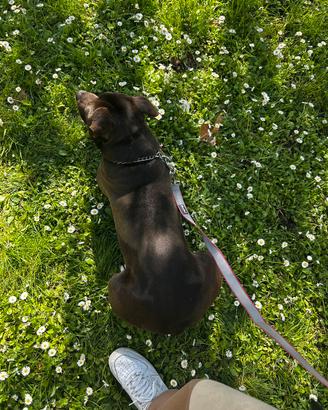 Due staffy cercno famiglia