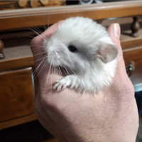 Cucciolino di cincillà