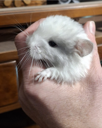 Cucciolino di cincillà