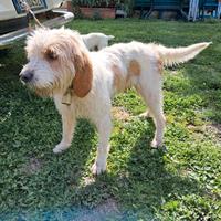 Briquet Griffon Vandean