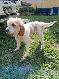 Briquet Griffon Vandean
