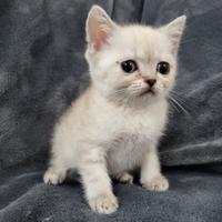 Cuccioli di SCOTTISH