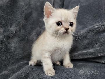 Cuccioli di SCOTTISH