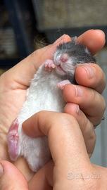 Cuccioli RATTO DOMESTICO sani, controllati, docili
