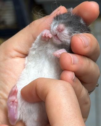 Cuccioli RATTO DOMESTICO sani, controllati, docili
