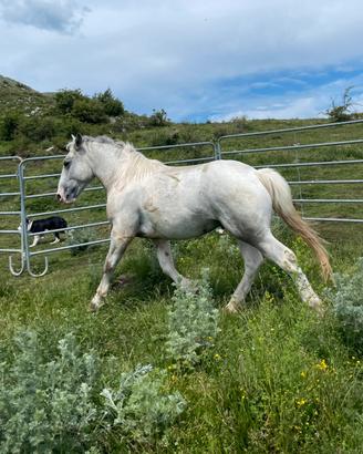 Cavallo Maschio intero 3 anni