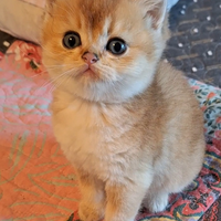 Cuccioli Scottish straight campania con pedigree