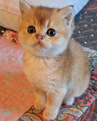 Cuccioli Scottish straight campania con pedigree