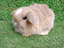 Immagine 6