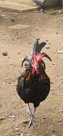 Galline Coronate Siciliane