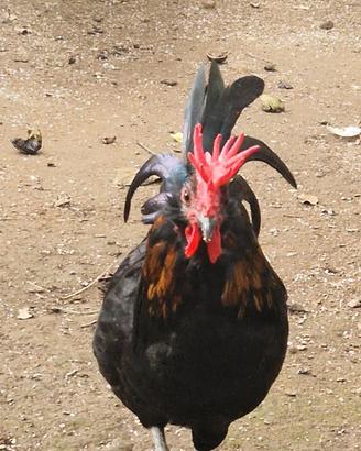 Galline Coronate Siciliane