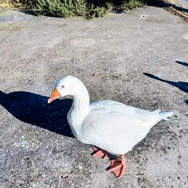 Oca romagnola femmina da compagnia