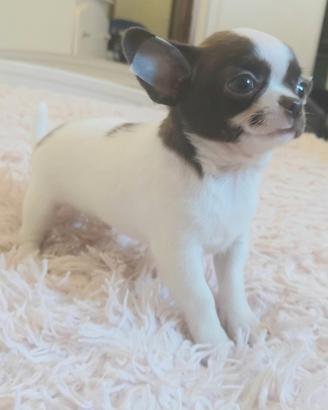 Chihuahua maschietto pelo corto Pedigree Enci