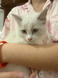 Cuccioli Ragdoll Blue Bicolor