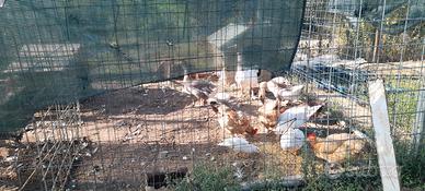 galline