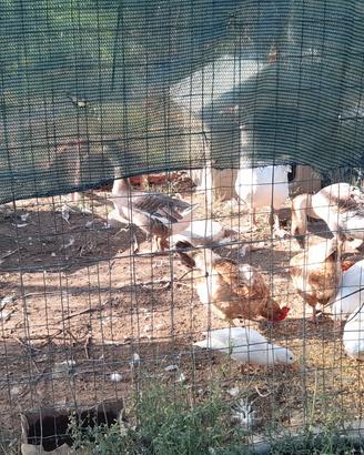 galline