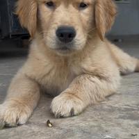 Golden Retriever 100% americano
