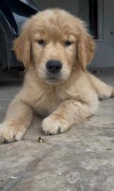 Golden Retriever 100% americano