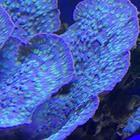 Echinophyllia lamellosa - Corallo LPS