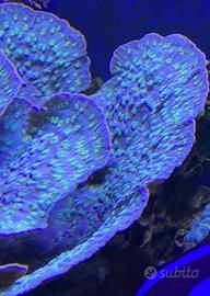Echinophyllia lamellosa - Corallo LPS