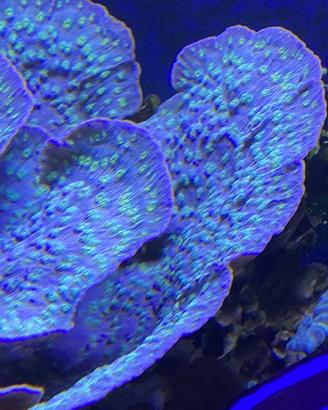 Echinophyllia lamellosa - Corallo LPS