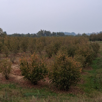 Noccioleto