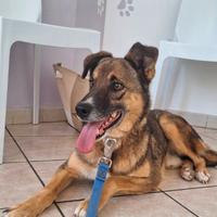 Pils dolce e timido cagnolino taglia contenuta