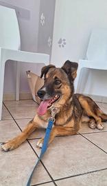 Pils dolce e timido cagnolino taglia contenuta